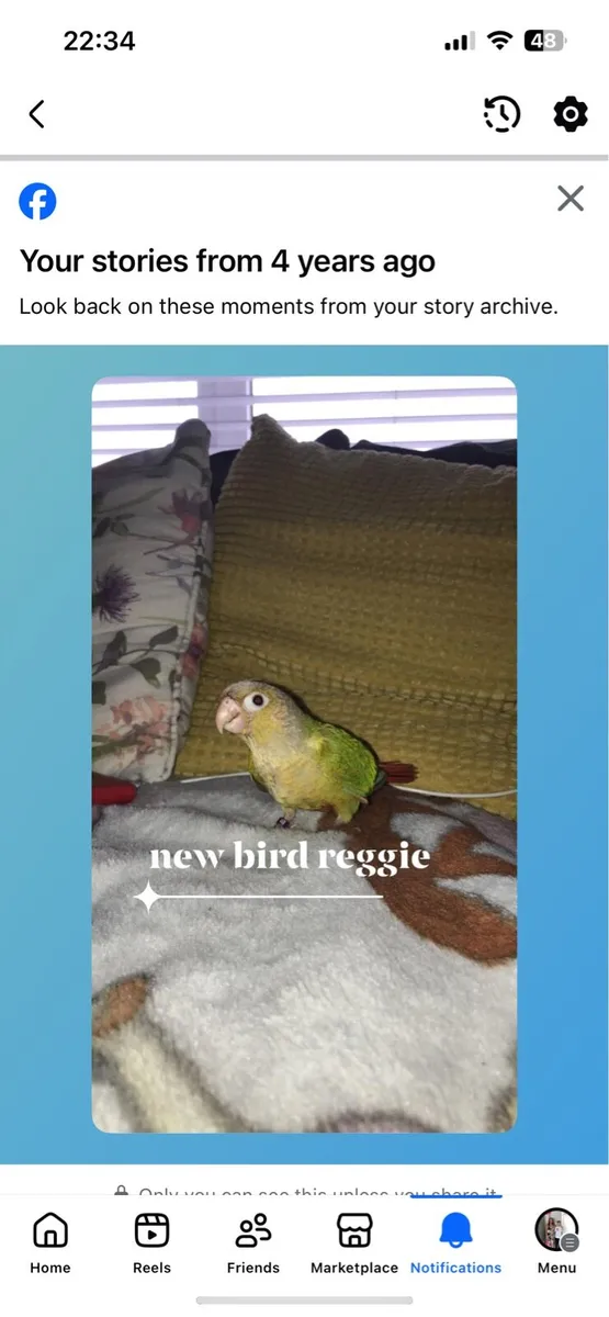 2 Conures with very big cage and lots more - Image 2