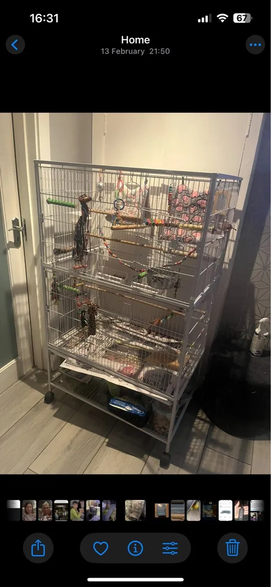 2 Conures with very big cage and lots more - Image 3