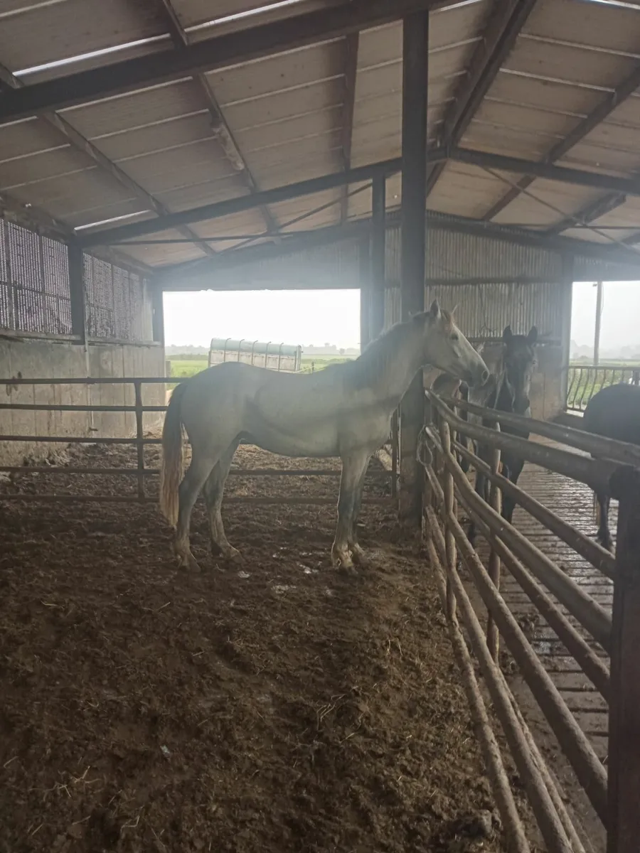 Over sized conneamara gelding will make 16h - Image 1