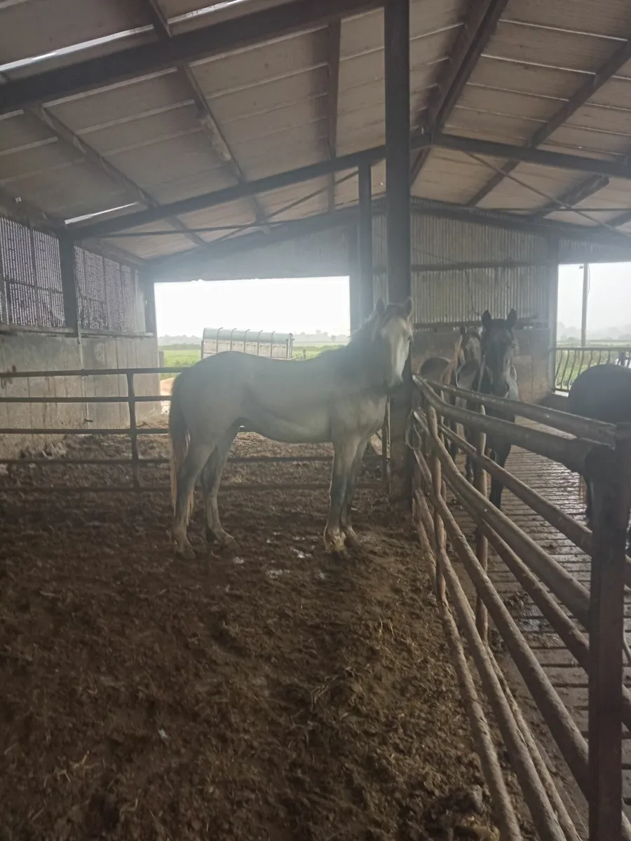 Over sized conneamara gelding will make 16h - Image 2