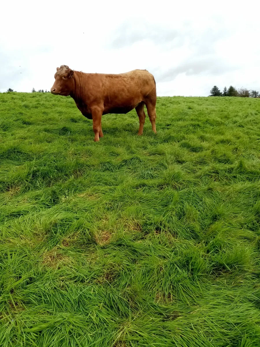 Limousin heifers - Image 2