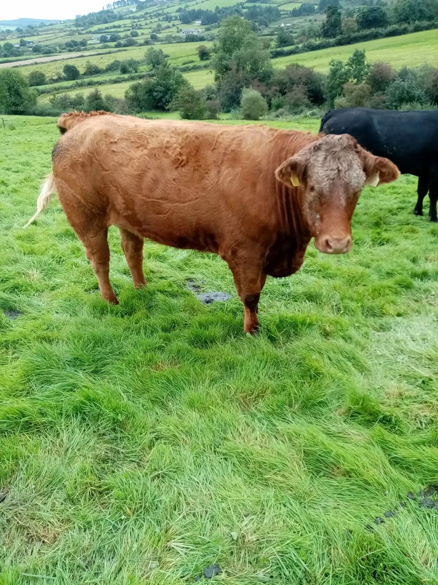 Limousin heifers - Image 3
