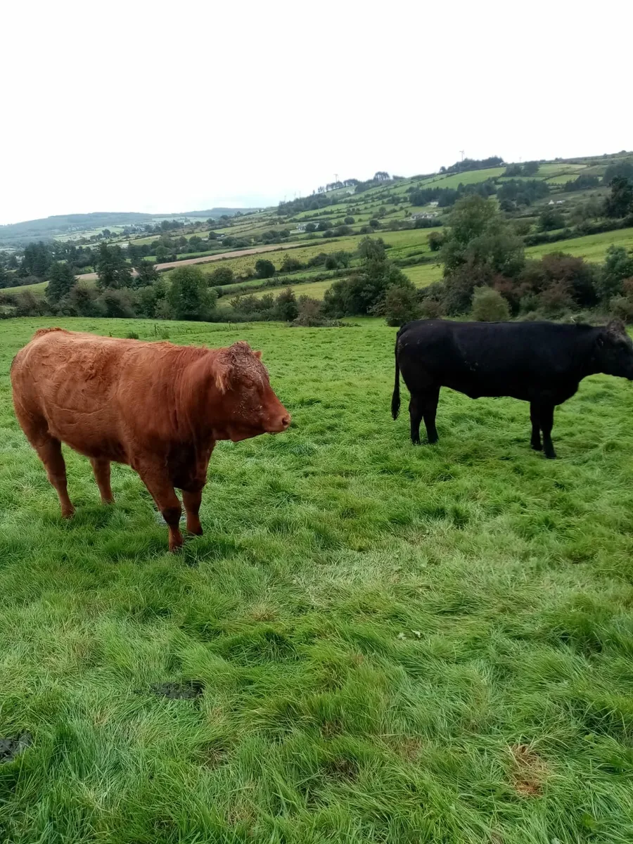 Limousin heifers - Image 1