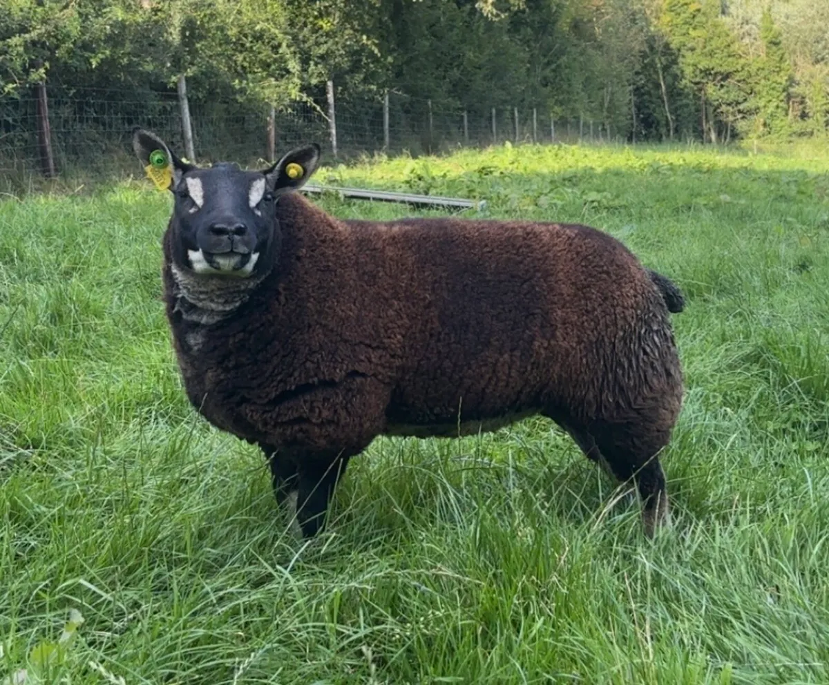 Dassenkop Ewe Lambs (Badger Face Texel) - Image 1
