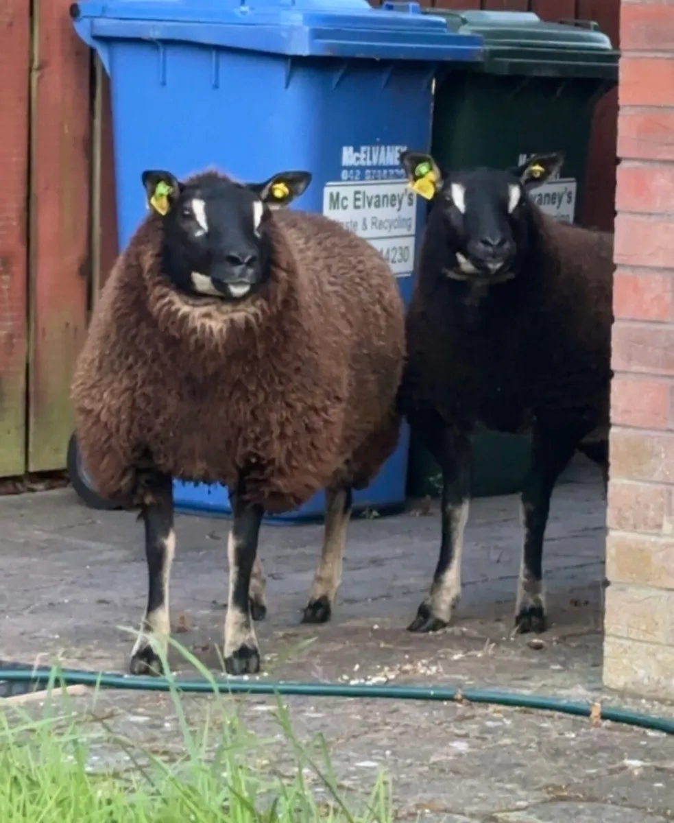 Dassenkop Ewe Lambs (Badger Face Texel) - Image 3