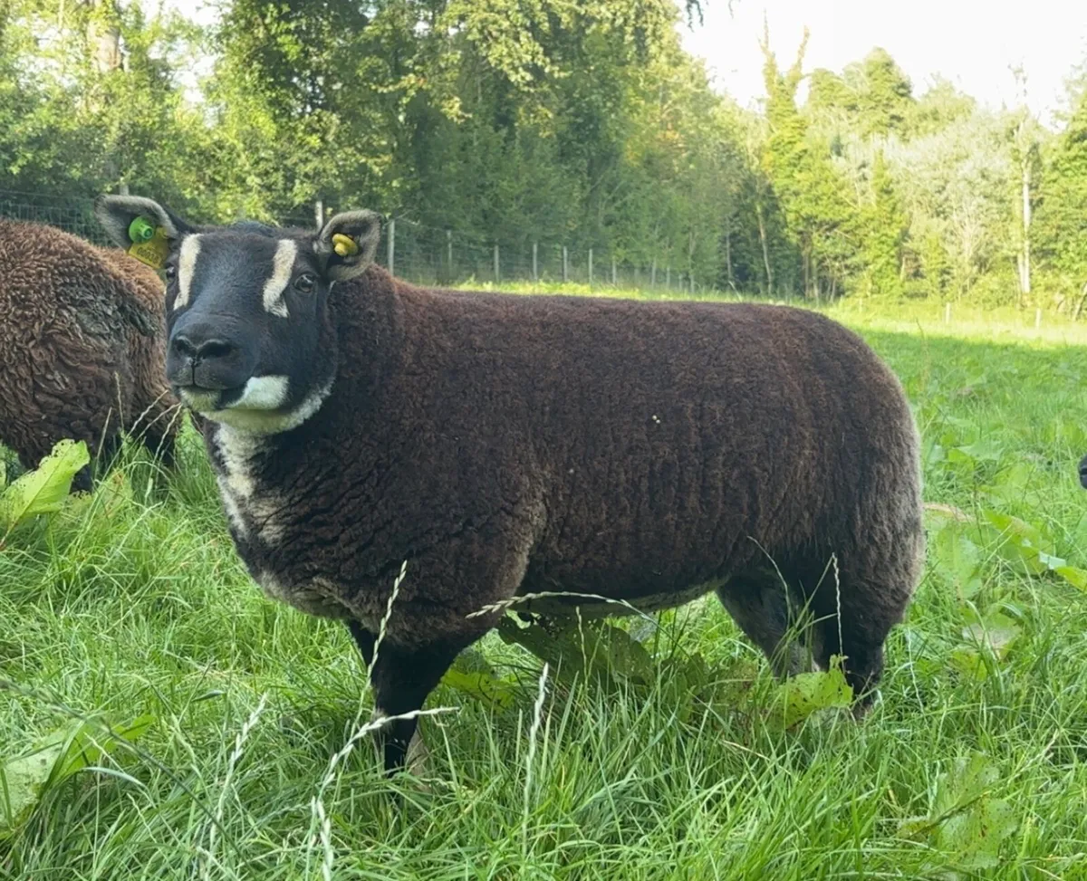 Dassenkop Ewe Lambs (Badger Face Texel) - Image 4
