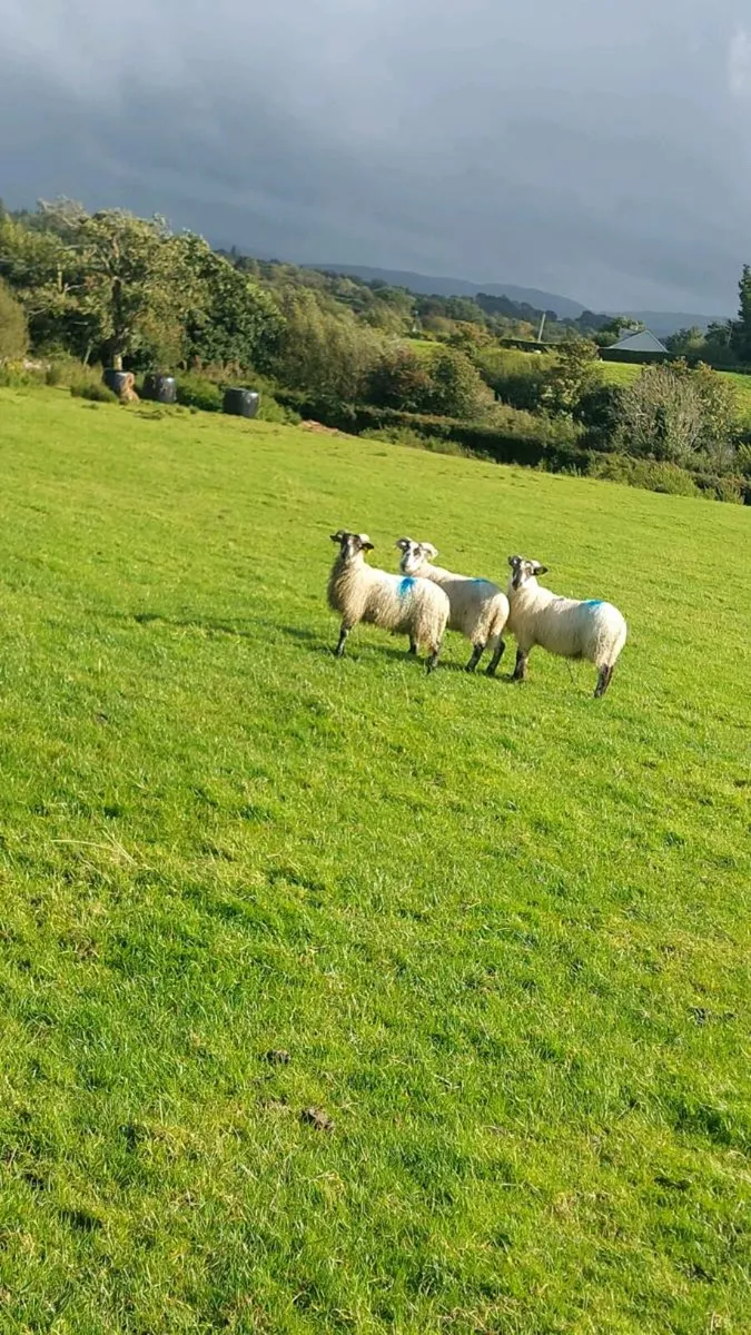 Mule ram lambs
