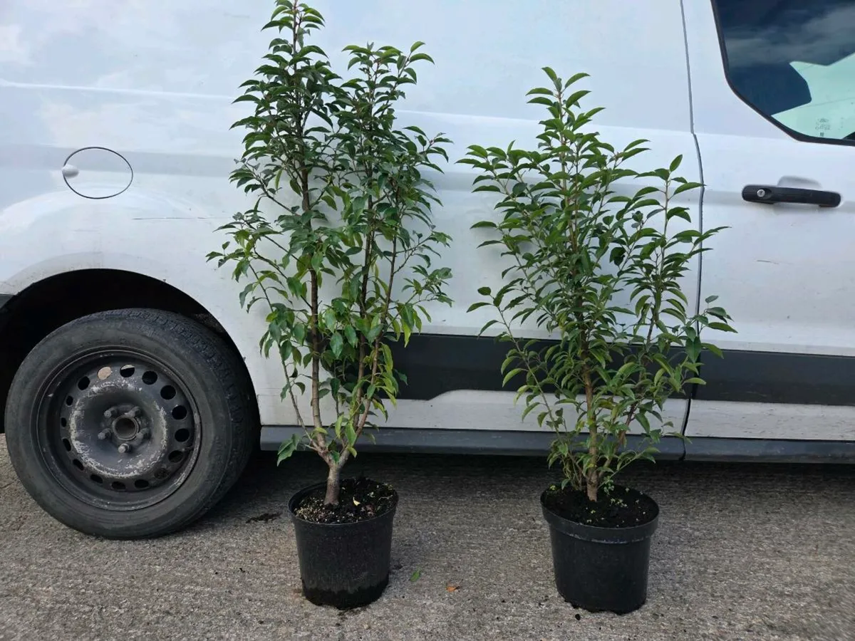 XL Portuguese Laurel - Image 1