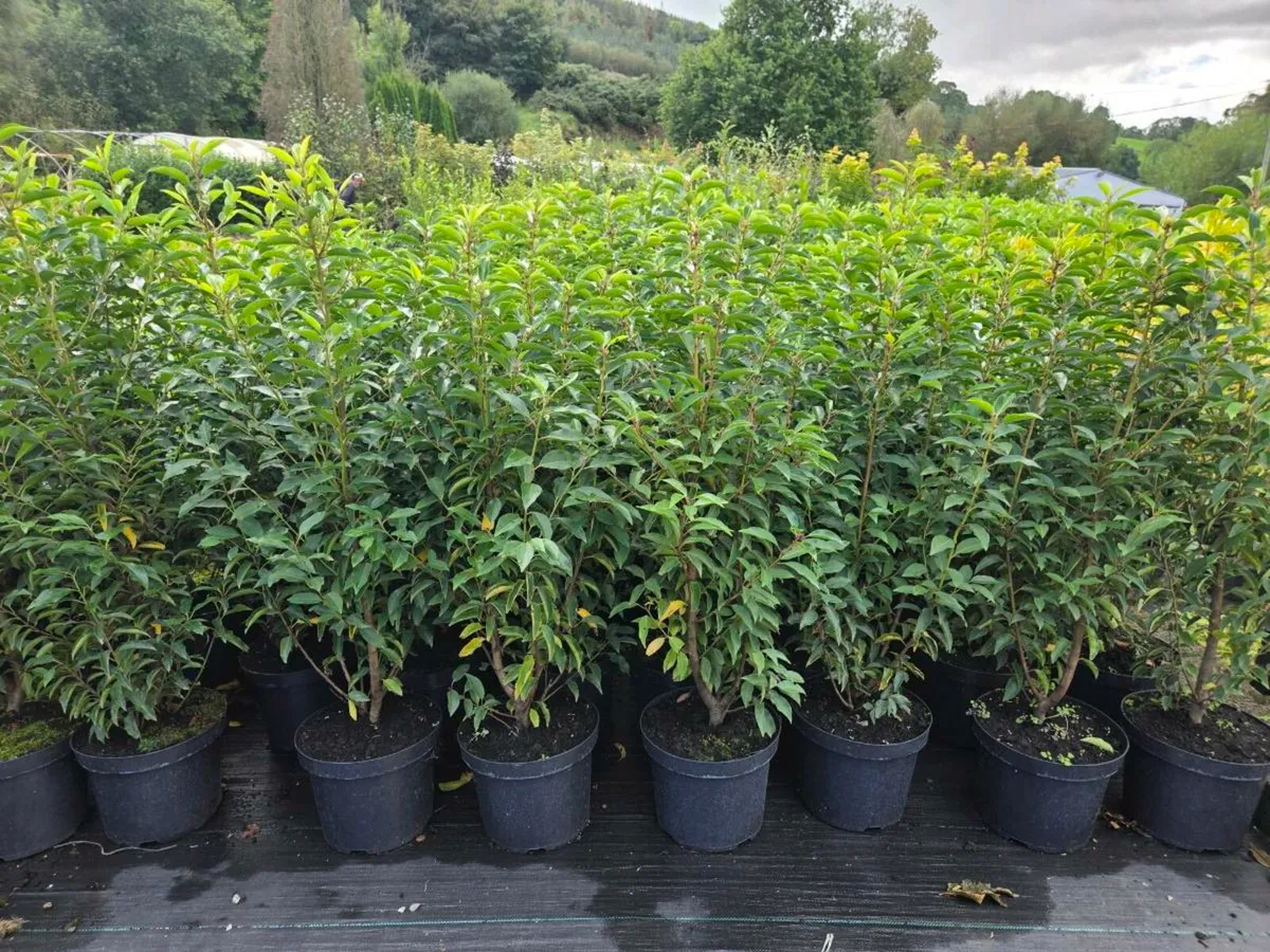 XL Portuguese Laurel - Image 2
