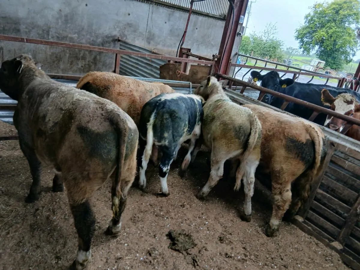 Weanlings - Image 1