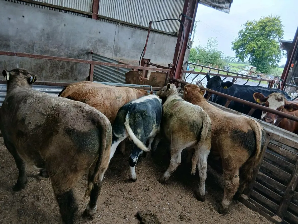 Weanlings - Image 2