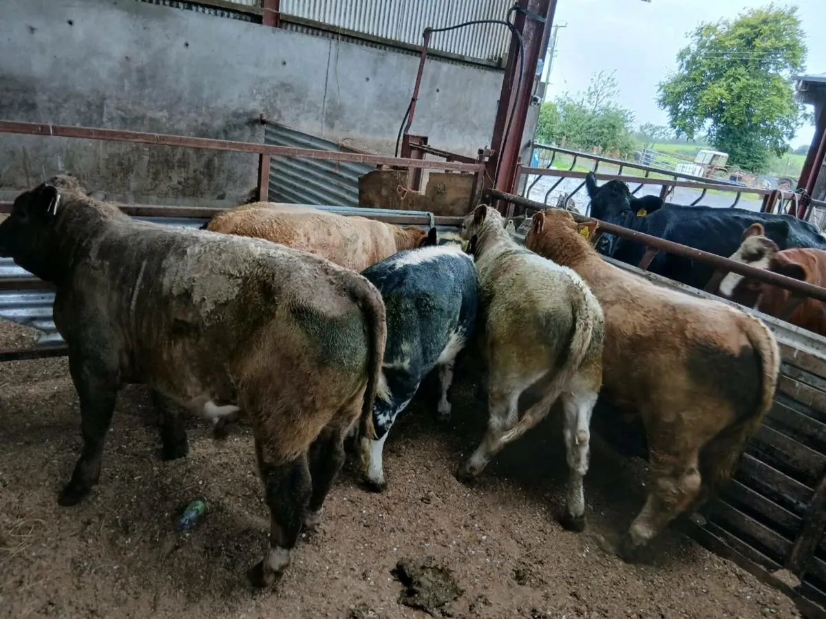 Weanlings - Image 3