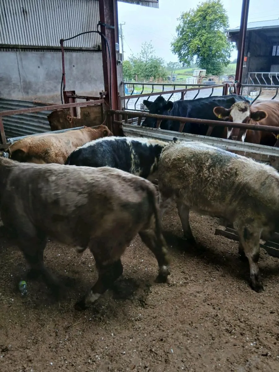 Weanlings - Image 4