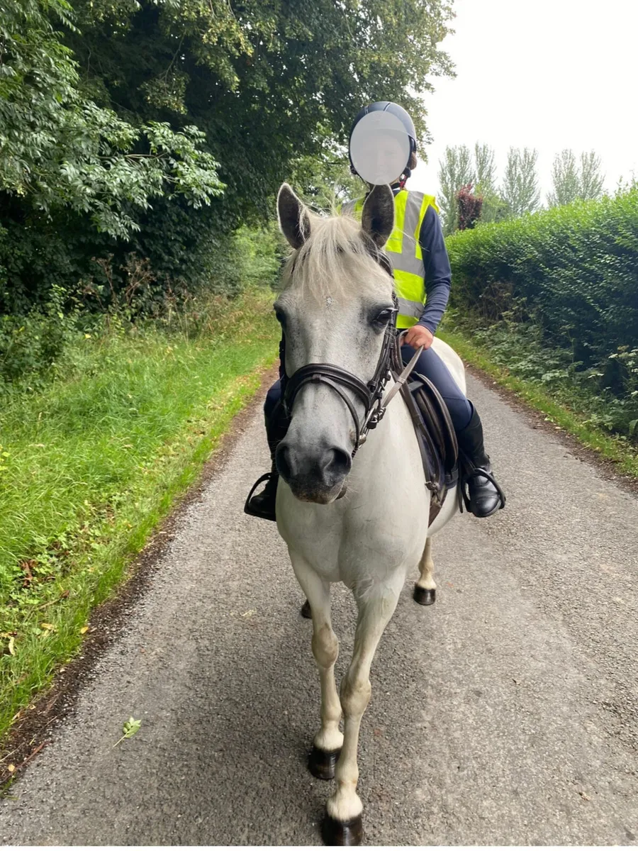 12.2h Pony Club Pony for sale - Image 2