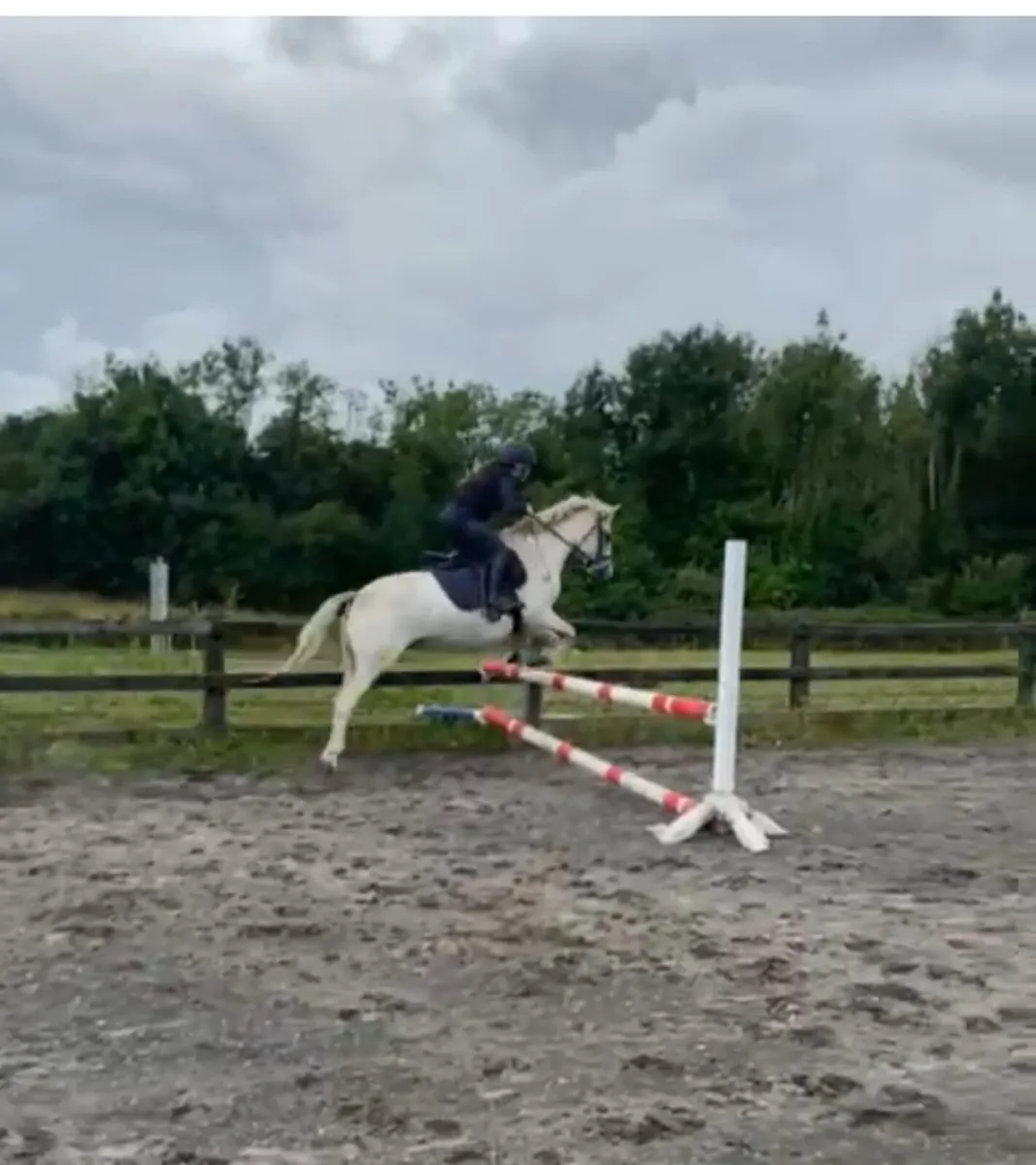 12.2h Pony Club Pony for sale - Image 4
