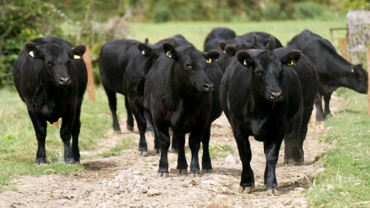 Black Diamond Angus Sale - Image 1