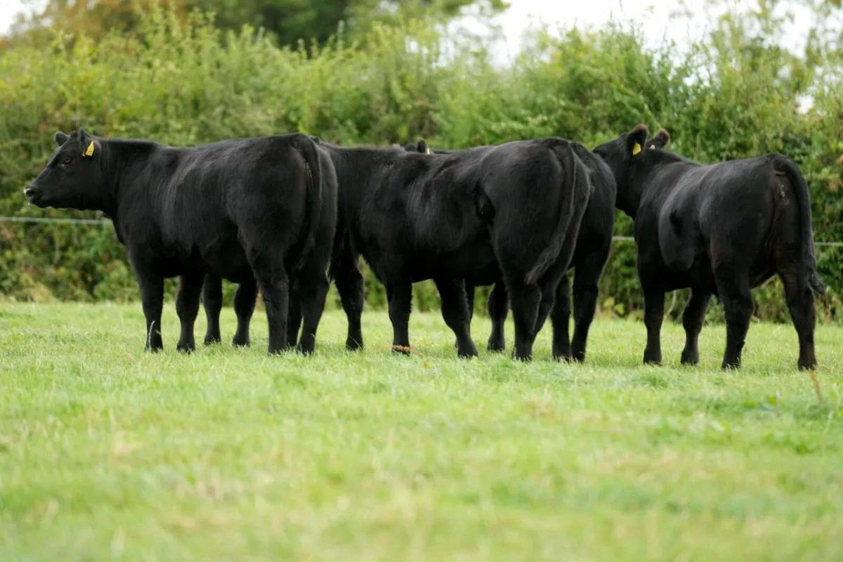 Black Diamond Angus Sale - Image 2