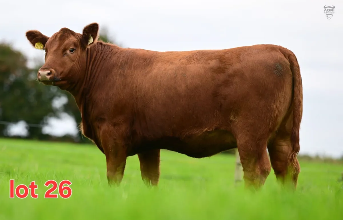 Black Diamond Angus Sale - Image 3
