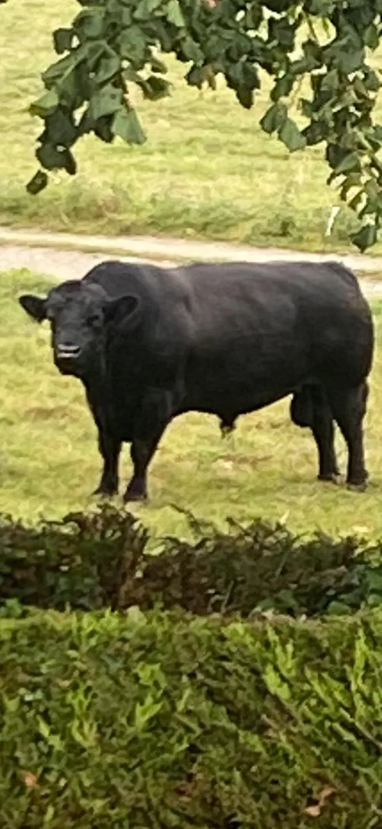 Mature Quality 5 star Purebred Angus Bull - Image 1