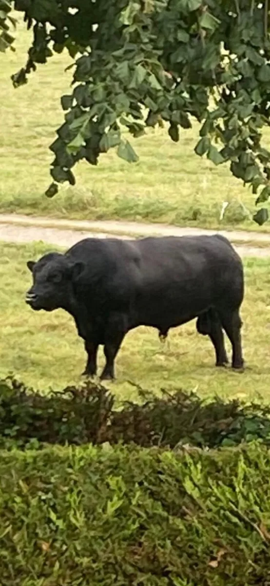 Mature Quality 5 star Purebred Angus Bull - Image 2