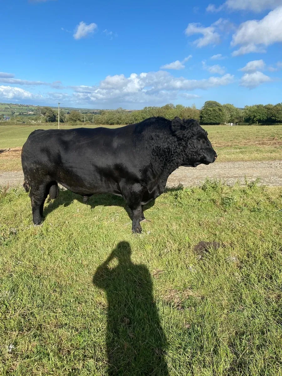 Mature Quality 5 star Purebred Angus Bull - Image 3
