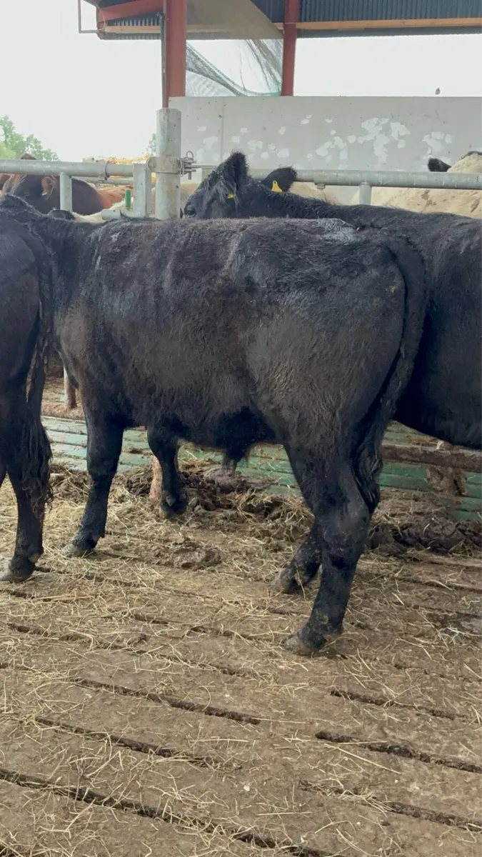 4 top quality Aberdeen Angus bullocks - Image 2
