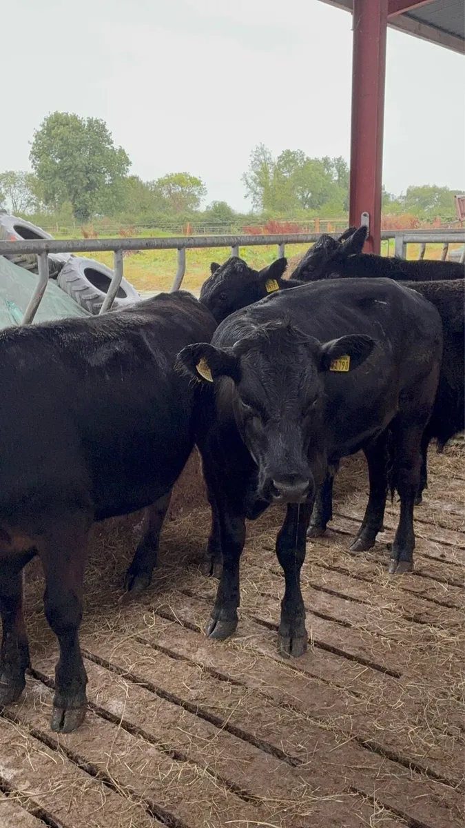 4 top quality Aberdeen Angus bullocks - Image 3