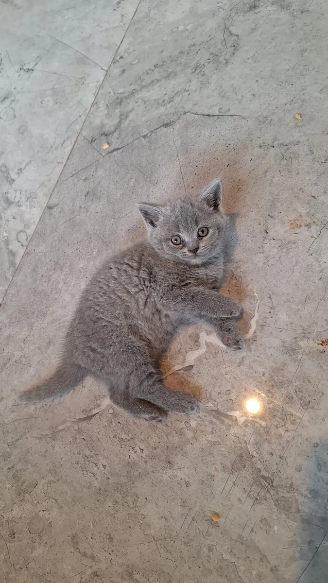 Beautiful british shorthair kittens ready to go - Image 1