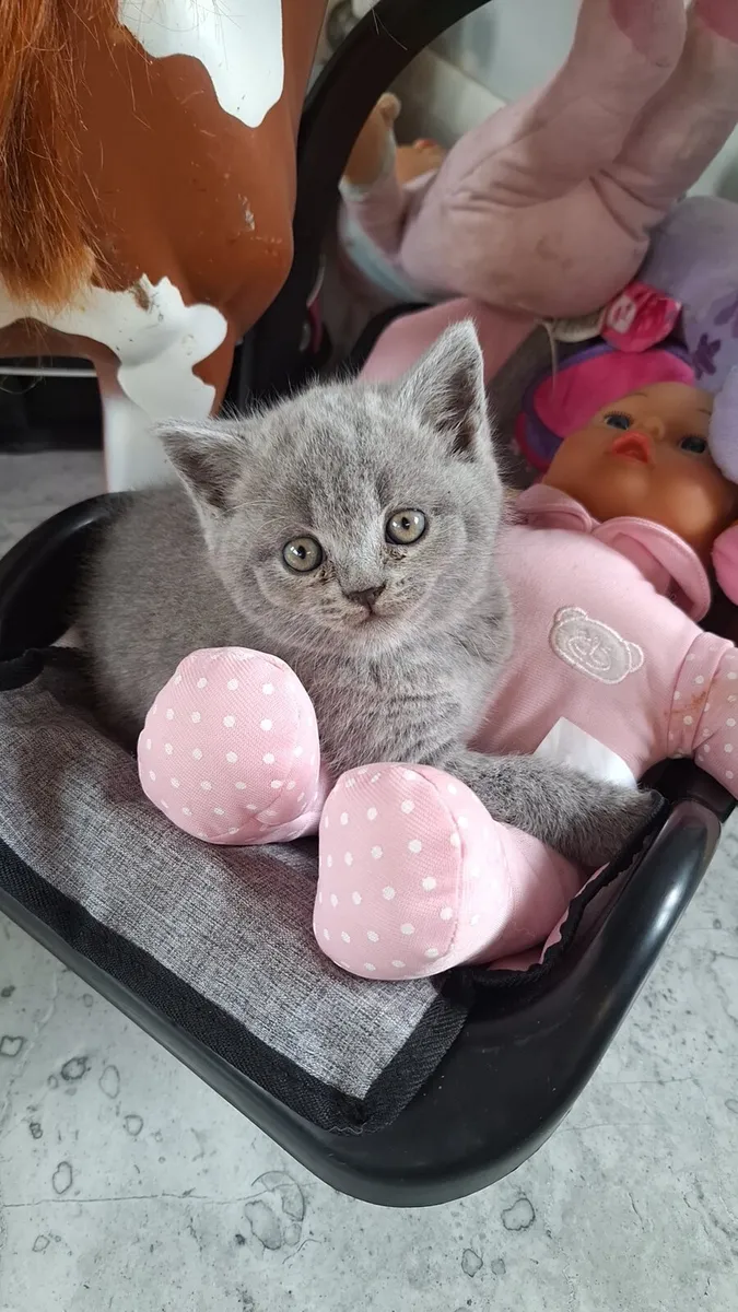 Beautiful british shorthair kittens ready to go - Image 2
