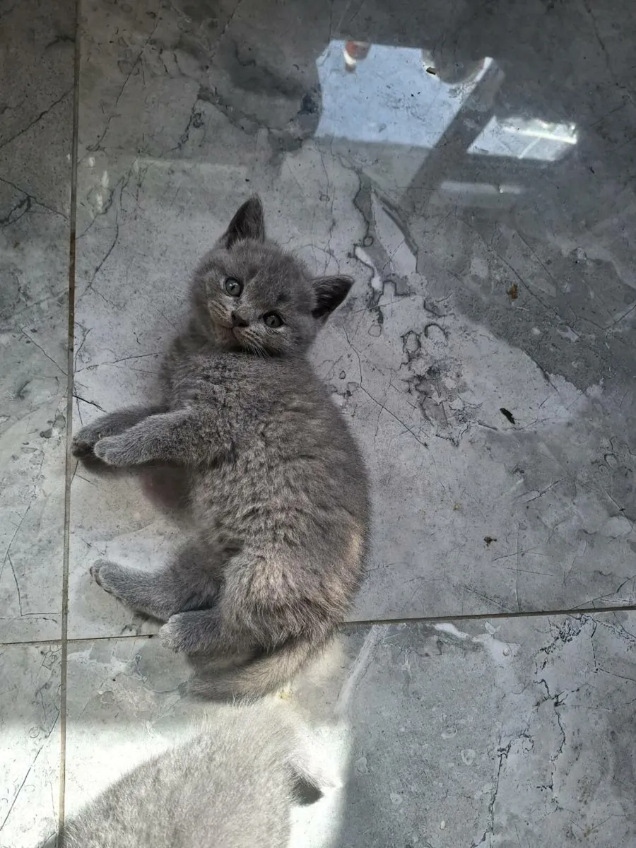Beautiful british shorthair kittens ready to go - Image 3