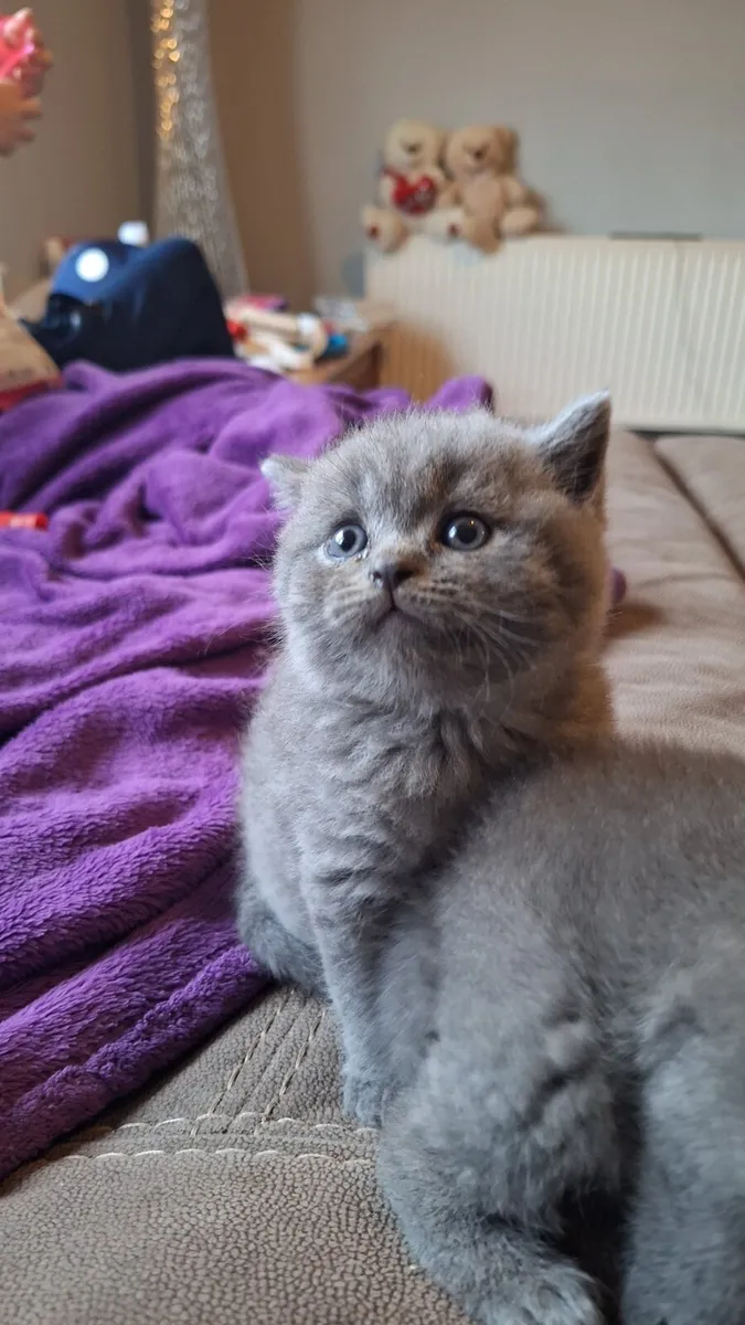 Beautiful british shorthair kittens ready to go - Image 4
