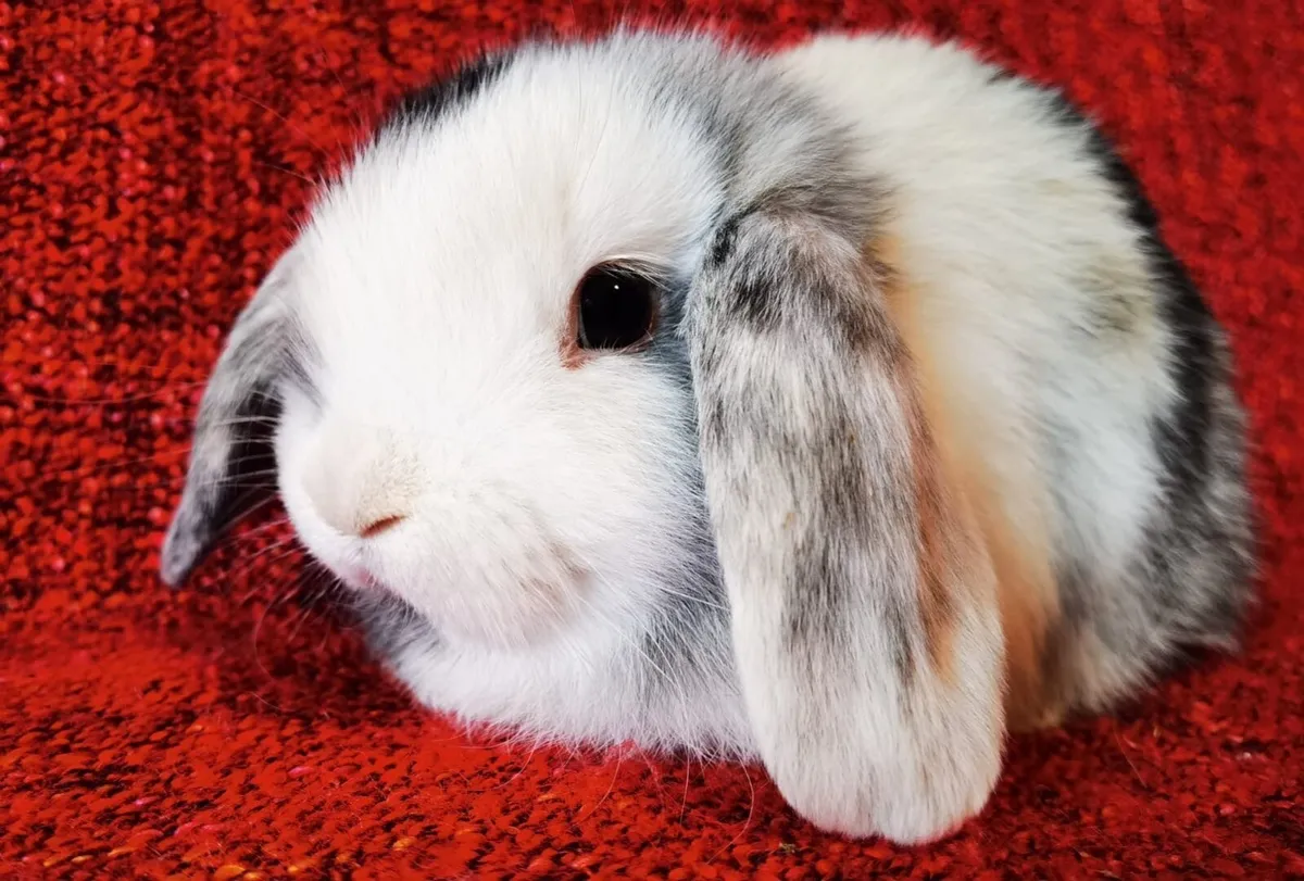 Female miniature  lop eared rabbit - Image 1