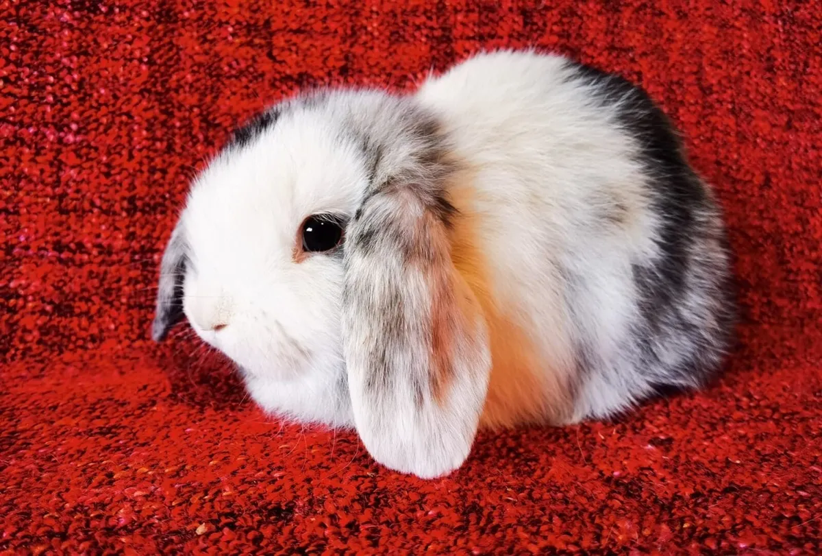 Female miniature  lop eared rabbit - Image 2