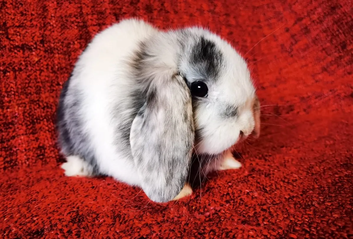 Female miniature  lop eared rabbit - Image 3