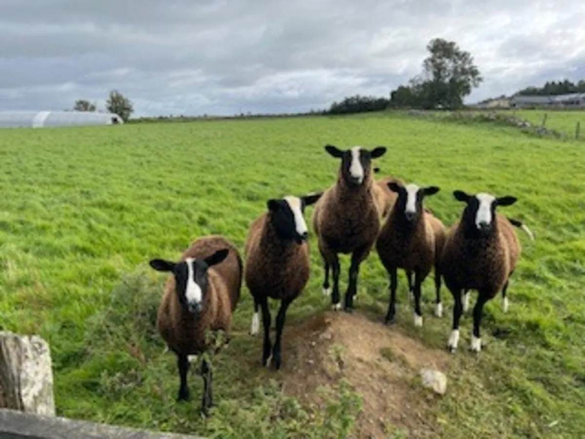 PBNR Zwartble Ram Lambs - Image 1
