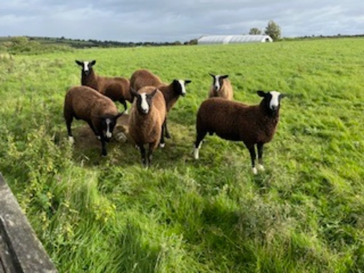 PBNR Zwartble Ram Lambs - Image 2