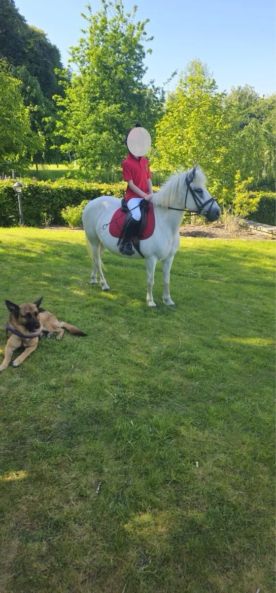 12.2h Pony Club Pony for sale - Image 1