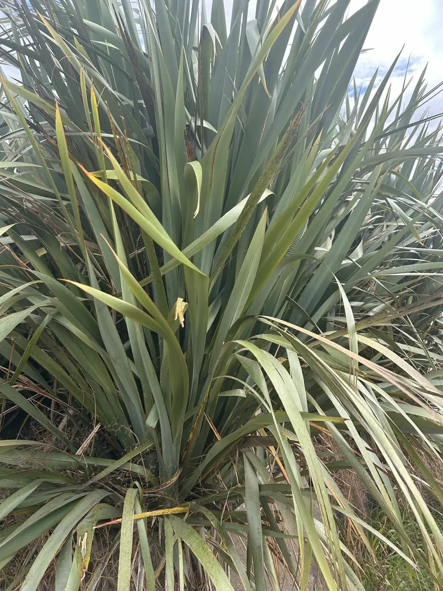 Flax Plants