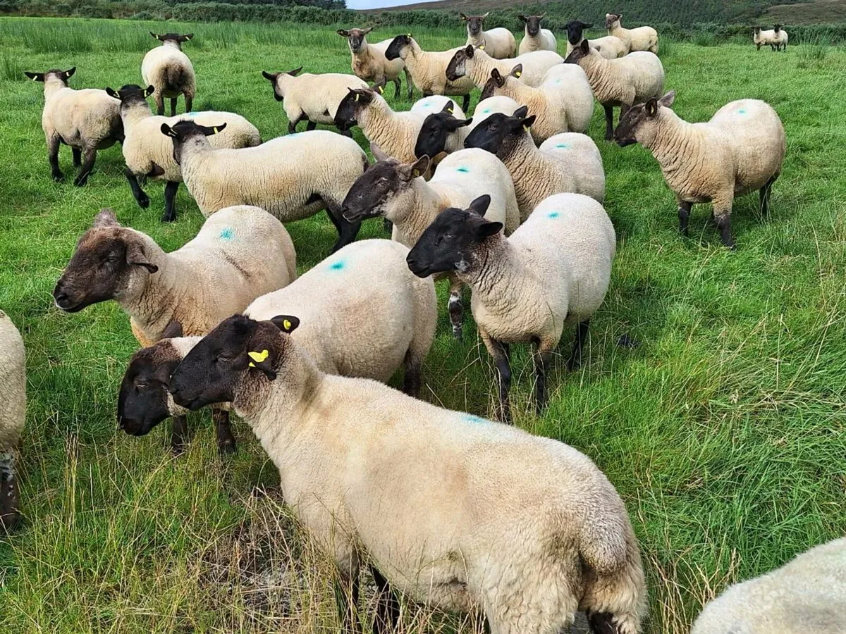 Hoggets - Image 1