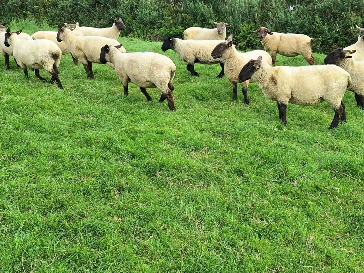 Hoggets - Image 2