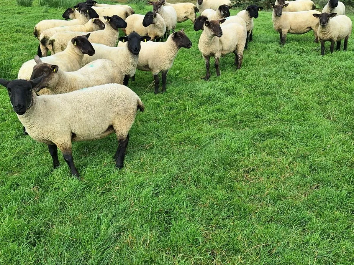 Hoggets - Image 3