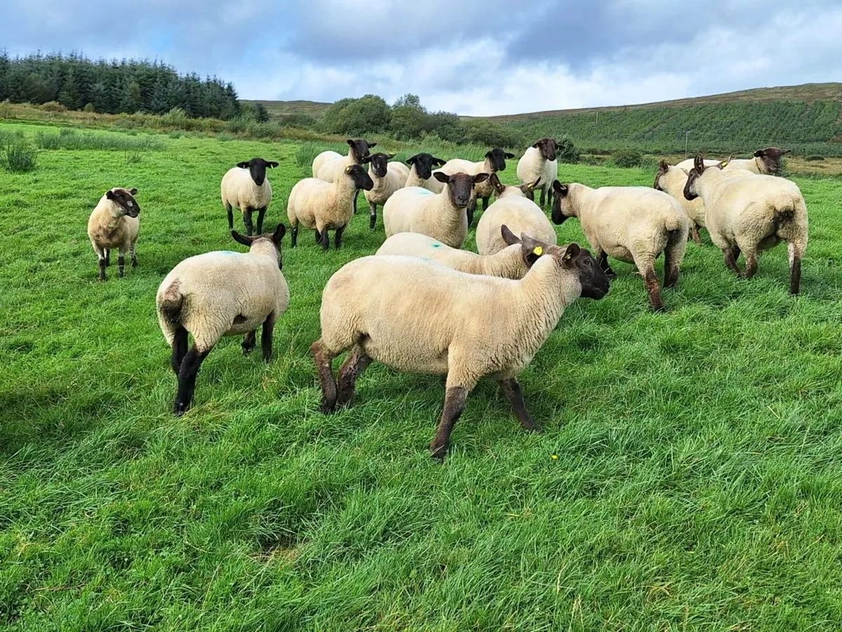 Hoggets - Image 4