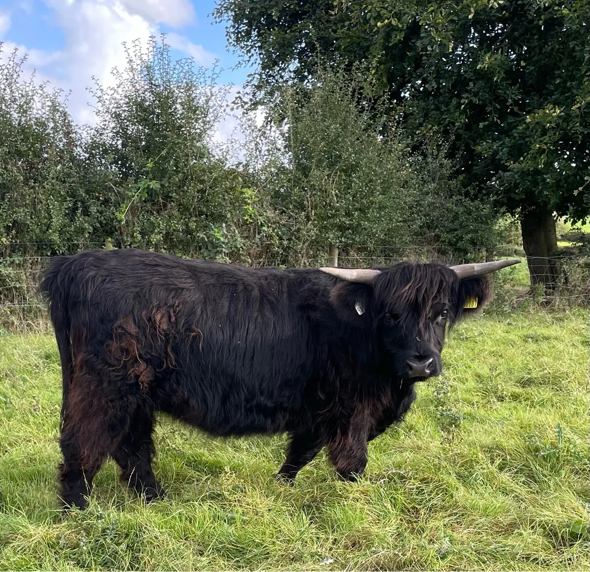 Highland heifer Pedigree registered - Image 1