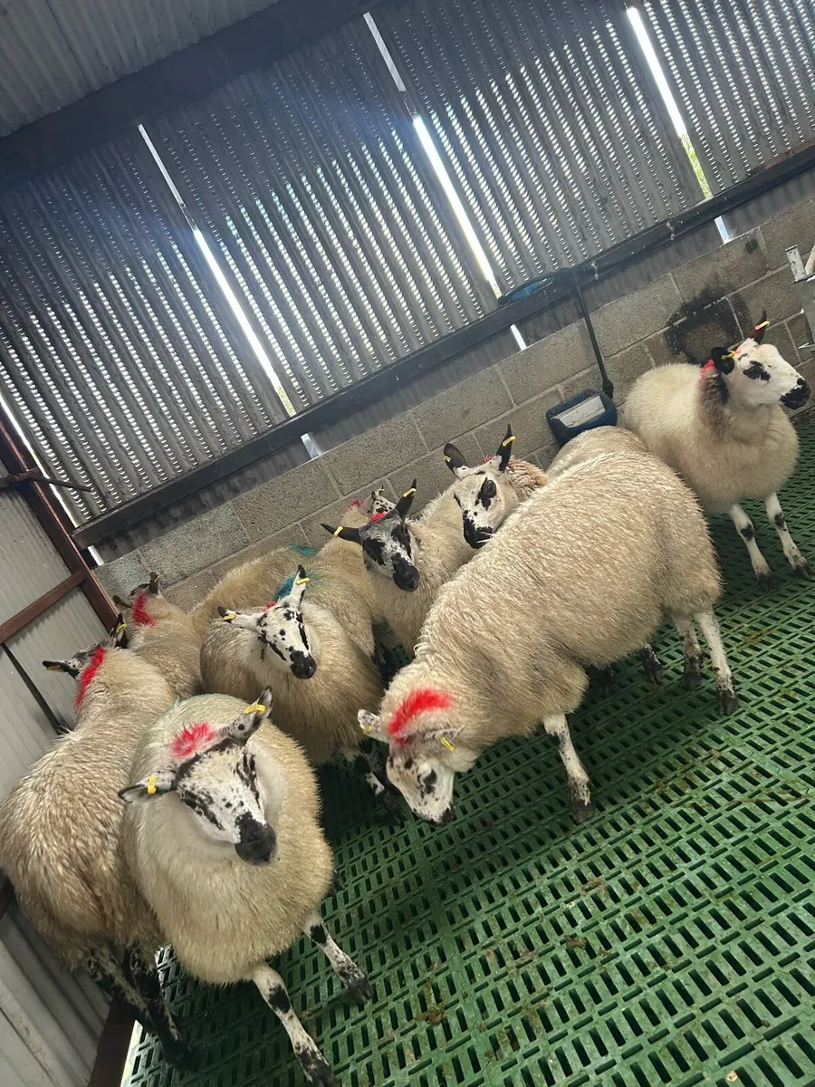 Sheep - Image 3