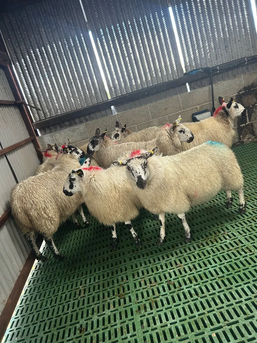 Sheep - Image 2