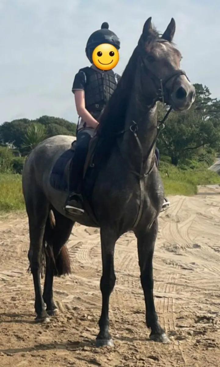 Connemara filly - Image 4