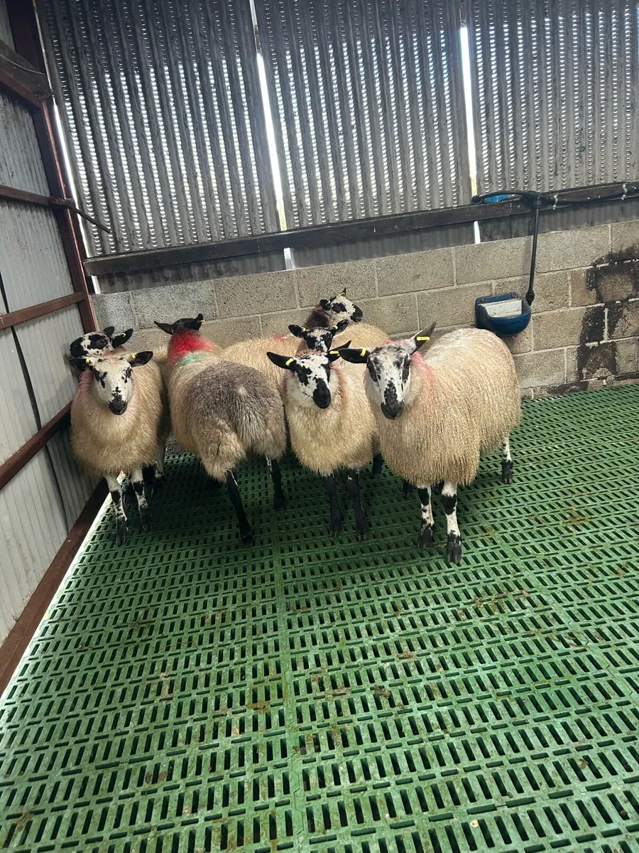 Sheep - Image 1