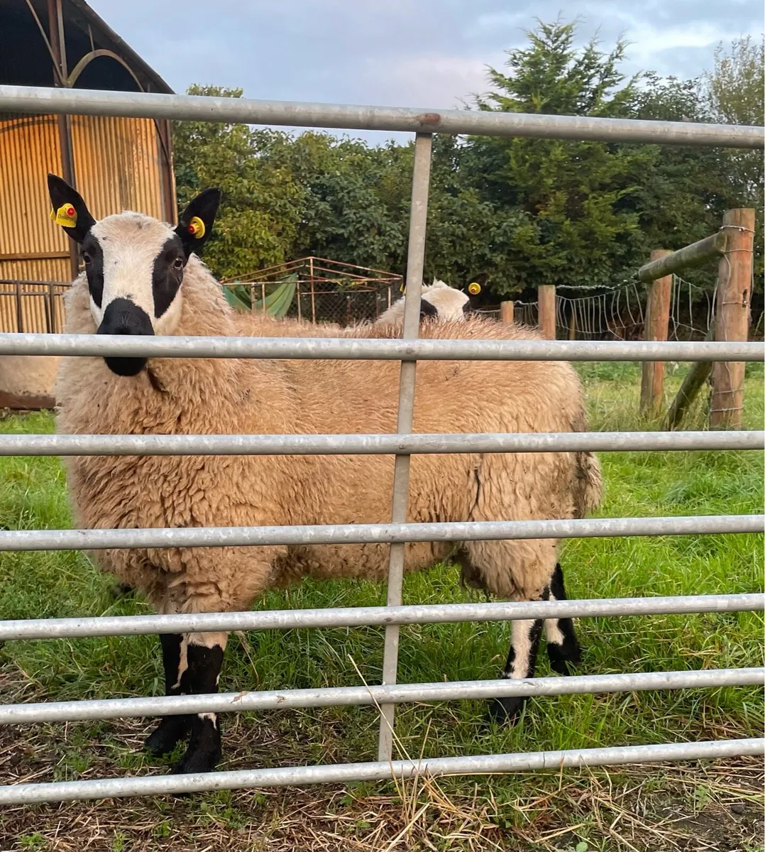 PBNR Kerryhill Ram Lambs - Image 1