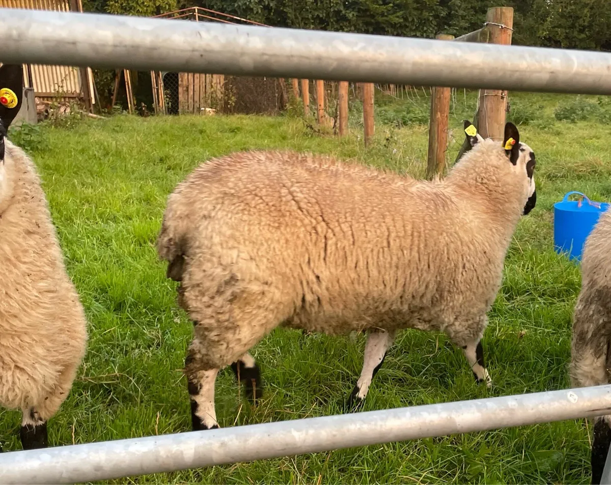 PBNR Kerryhill Ram Lambs - Image 3