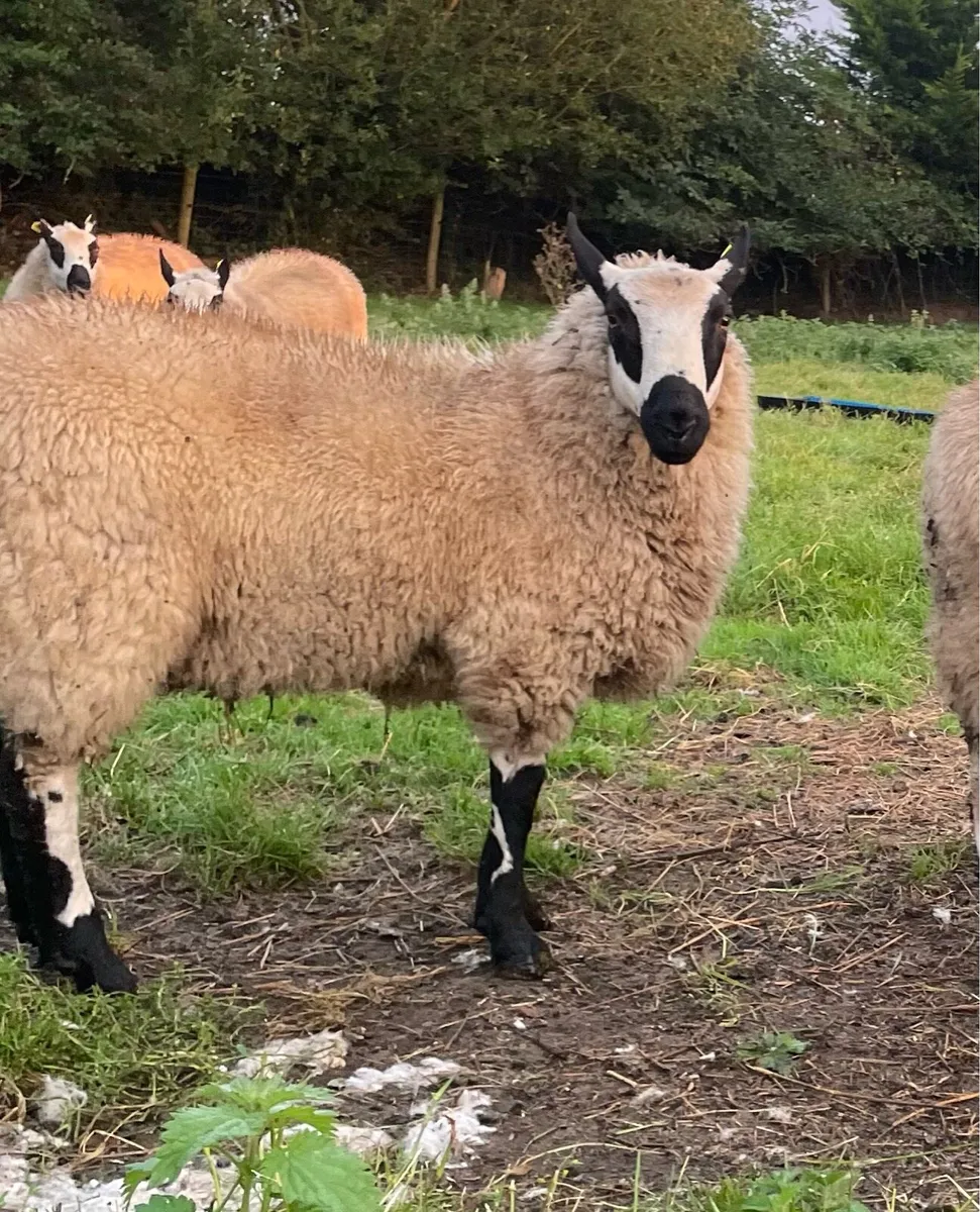 PBNR Kerryhill Ram Lambs - Image 4